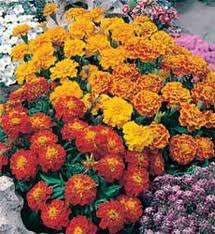 TAGETES PATULA NANA BONITA MISCUGLIO NR.100 SEMI - Foto 2